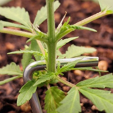 Dark Devil Auto growlog timeline photo