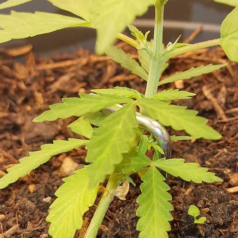 Dark Devil Auto growlog timeline photo