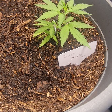 Dark Devil Auto growlog timeline photo