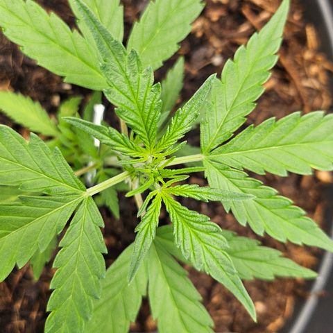 Dark Devil Auto growlog timeline photo