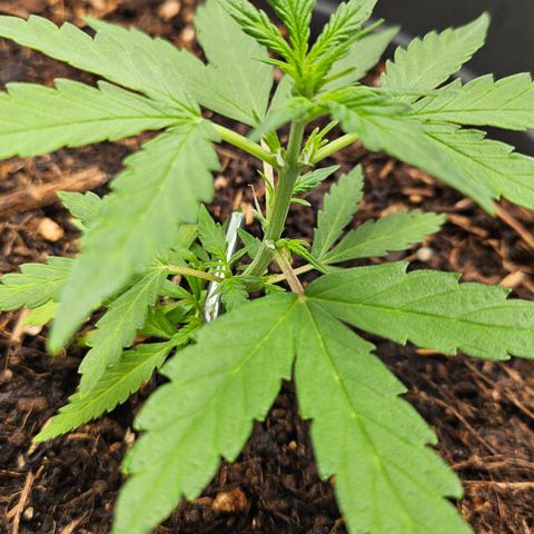 Dark Devil Auto growlog timeline photo
