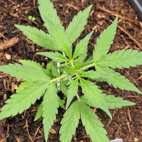 Dark Devil Auto growlog timeline photo