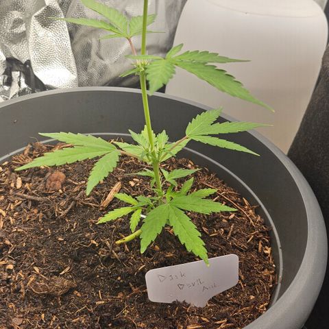 Dark Devil Auto growlog timeline photo