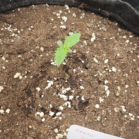 Cream Caramel CBD 2.0 growlog timeline photo
