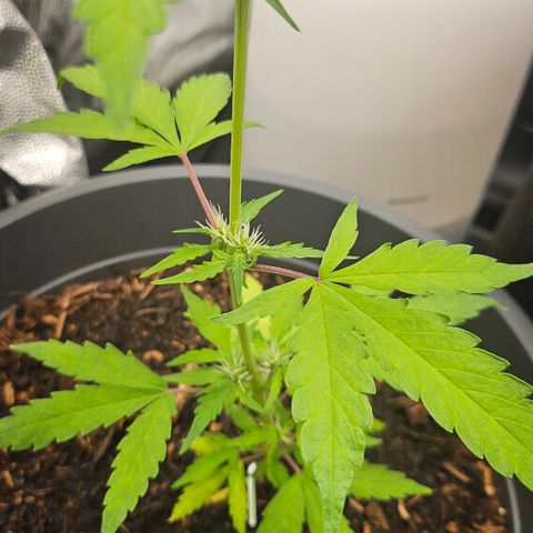 Dark Devil Auto growlog timeline photo