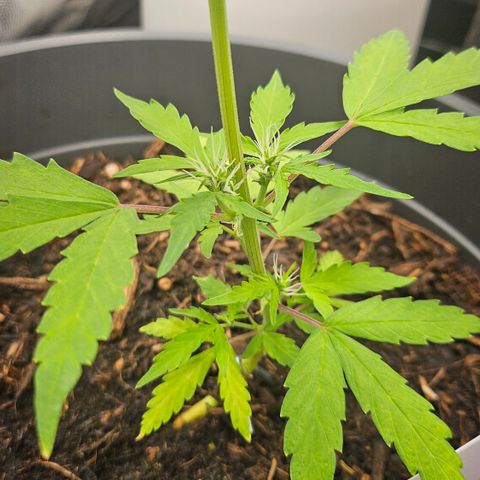Dark Devil Auto growlog timeline photo