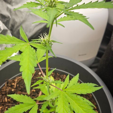 Dark Devil Auto growlog timeline photo