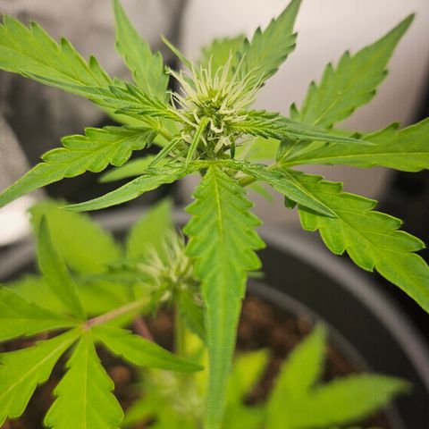 Dark Devil Auto growlog timeline photo