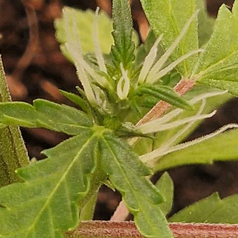 Dark Devil Auto growlog timeline photo