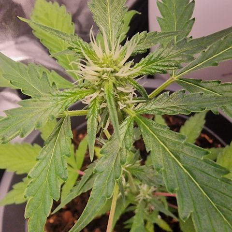 Dark Devil Auto growlog timeline photo