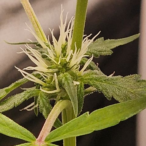 Dark Devil Auto growlog timeline photo