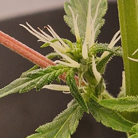 Dark Devil Auto growlog timeline photo