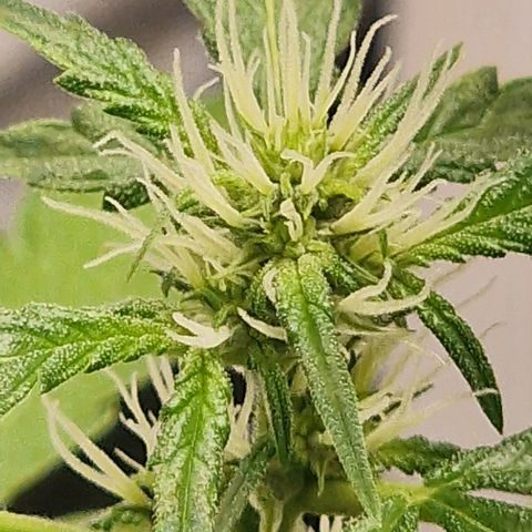 Dark Devil Auto growlog timeline photo
