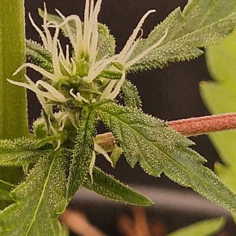 Dark Devil Auto growlog timeline photo