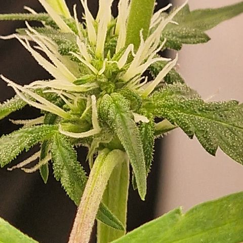 Dark Devil Auto growlog timeline photo