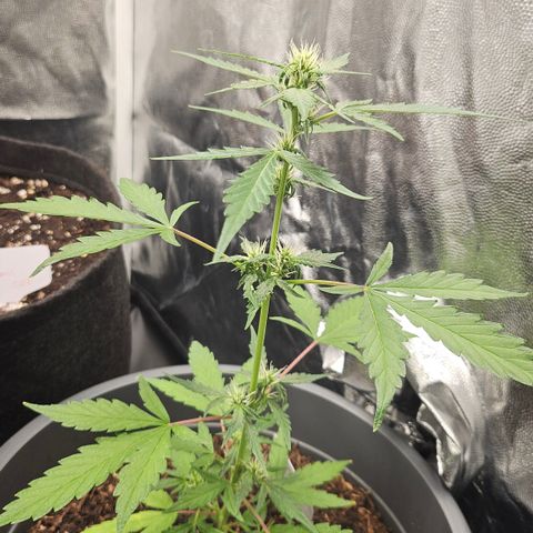 Dark Devil Auto growlog timeline photo