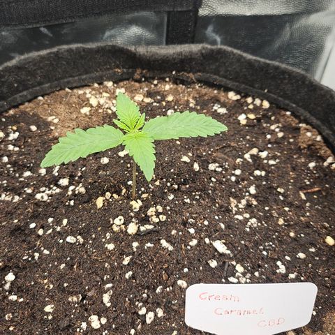 Cream Caramel CBD 2.0 growlog timeline photo