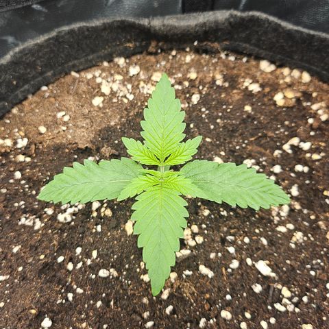 Cream Caramel CBD 2.0 growlog timeline photo