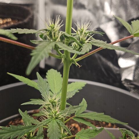 Dark Devil Auto growlog timeline photo