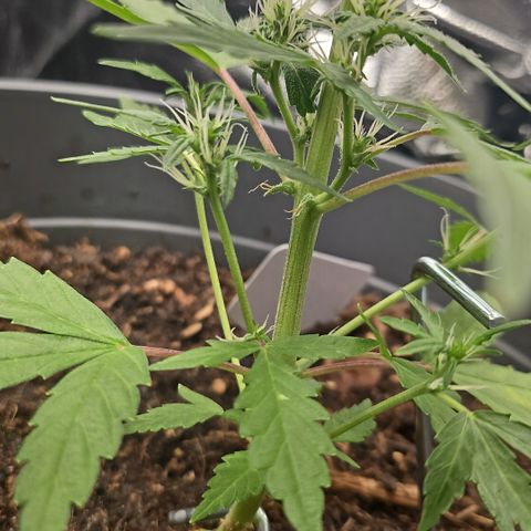 Dark Devil Auto growlog timeline photo