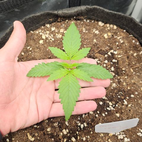Cream Caramel CBD 2.0 growlog timeline photo