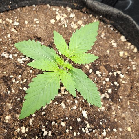 Cream Caramel CBD 2.0 growlog timeline photo