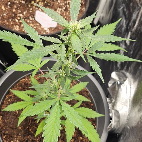 Dark Devil Auto growlog timeline photo