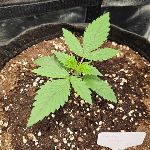 Cream Caramel CBD 2.0 growlog timeline photo
