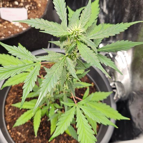 Dark Devil Auto growlog timeline photo