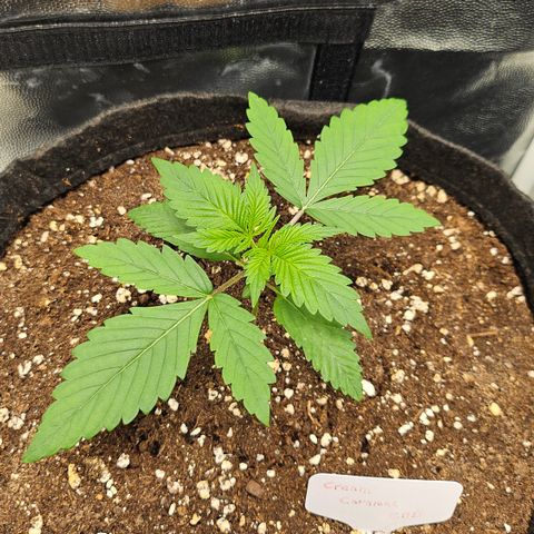 Cream Caramel CBD 2.0 growlog timeline photo