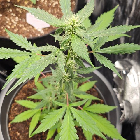 Dark Devil Auto growlog timeline photo