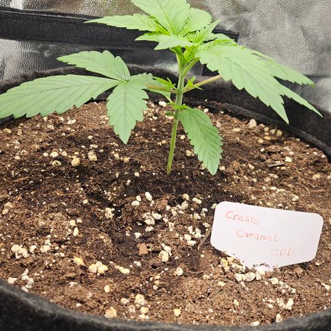 Cream Caramel CBD 2.0 growlog timeline photo