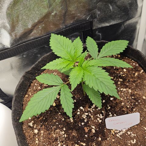Cream Caramel CBD 2.0 growlog timeline photo