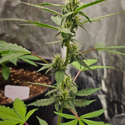 Dark Devil Auto growlog timeline photo