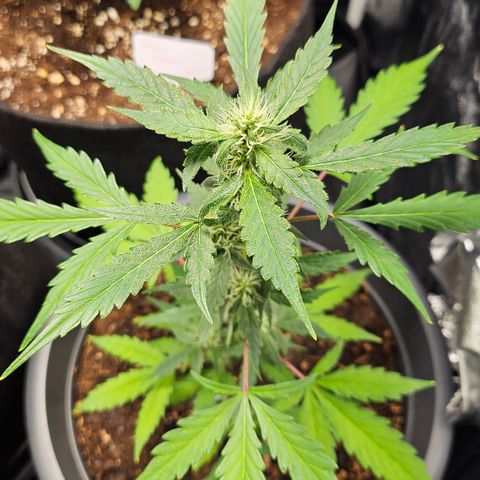 Dark Devil Auto growlog timeline photo