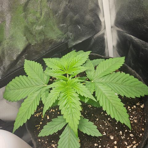 Cream Caramel CBD 2.0 growlog timeline photo