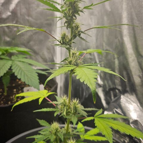 Dark Devil Auto growlog timeline photo