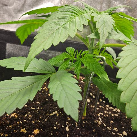 Cream Caramel CBD 2.0 growlog timeline photo