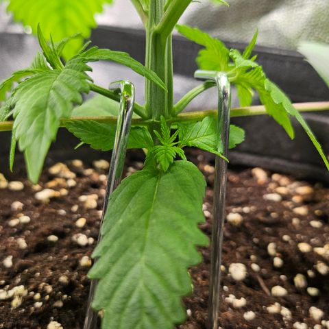 Cream Caramel CBD 2.0 growlog timeline photo