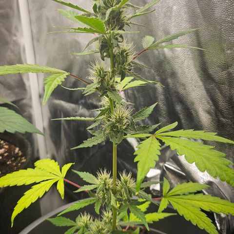 Dark Devil Auto growlog timeline photo