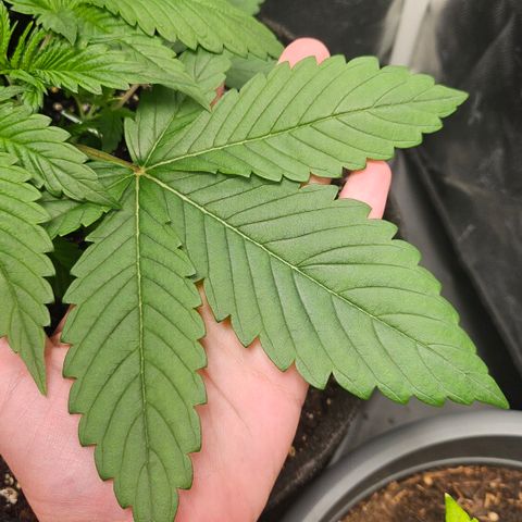 Cream Caramel CBD 2.0 growlog timeline photo