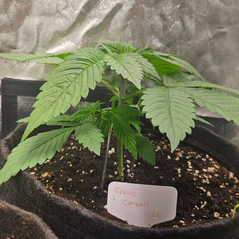 Cream Caramel CBD 2.0 growlog timeline photo