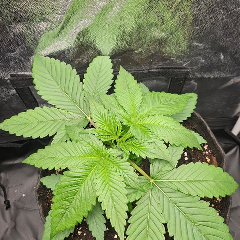 Cream Caramel CBD 2.0 growlog timeline photo