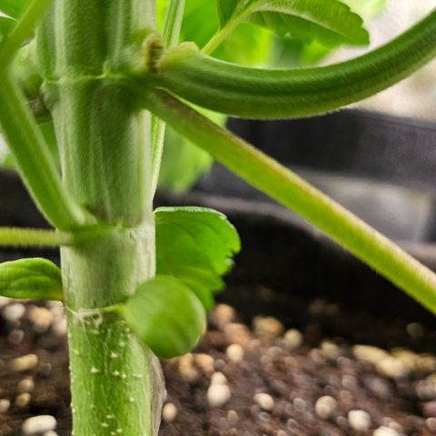 Cream Caramel CBD 2.0 growlog timeline photo