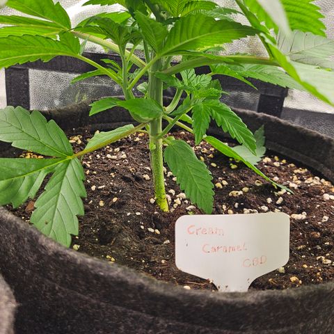 Cream Caramel CBD 2.0 growlog timeline photo