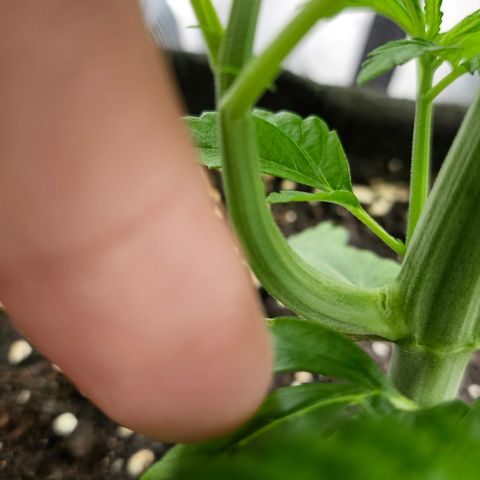 Cream Caramel CBD 2.0 growlog timeline photo