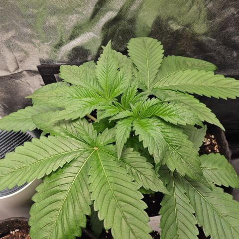 Cream Caramel CBD 2.0 growlog timeline photo