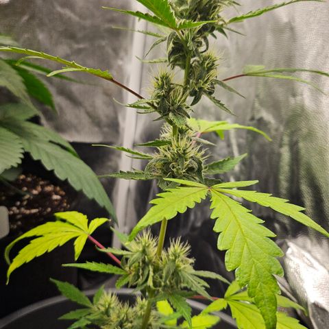Dark Devil Auto growlog timeline photo