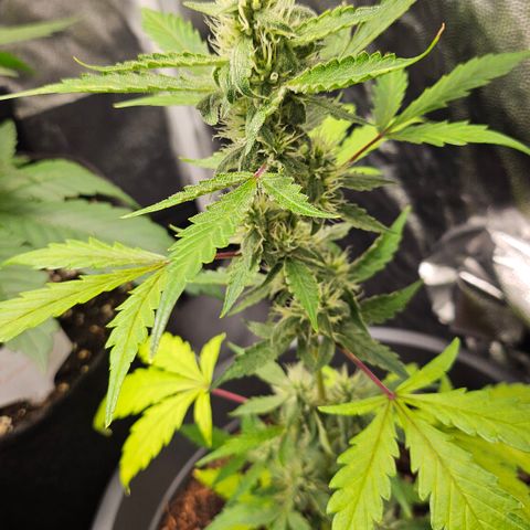 Dark Devil Auto growlog timeline photo