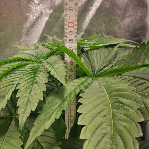 Cream Caramel CBD 2.0 growlog timeline photo